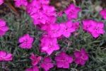 Dianthus 'Baby Lom' - 8cm pot 